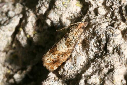 Epiblema hepaticana